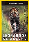 Leopardos al acecho